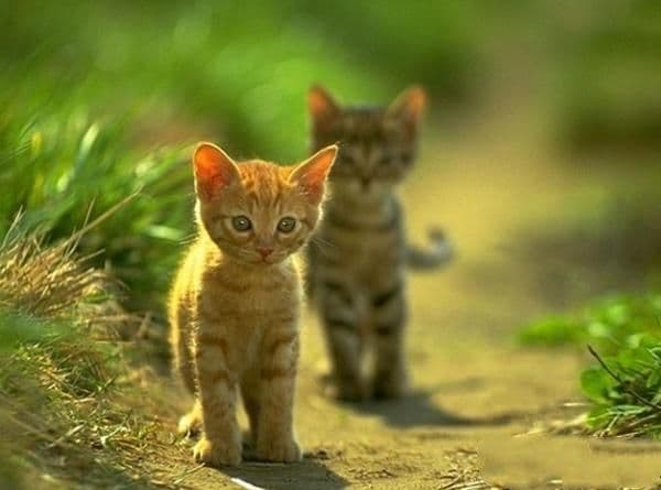 猫咪走失了要如何找回