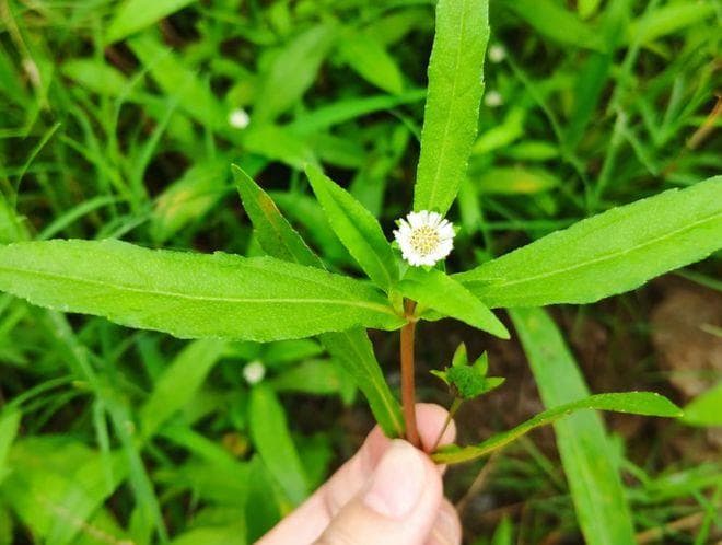 墨旱莲，又称墨汁草、墨水草，有3大作用，价值高，农民要了解！