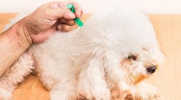 狗狗驱虫全攻略：从计划到实施的科学护理指南