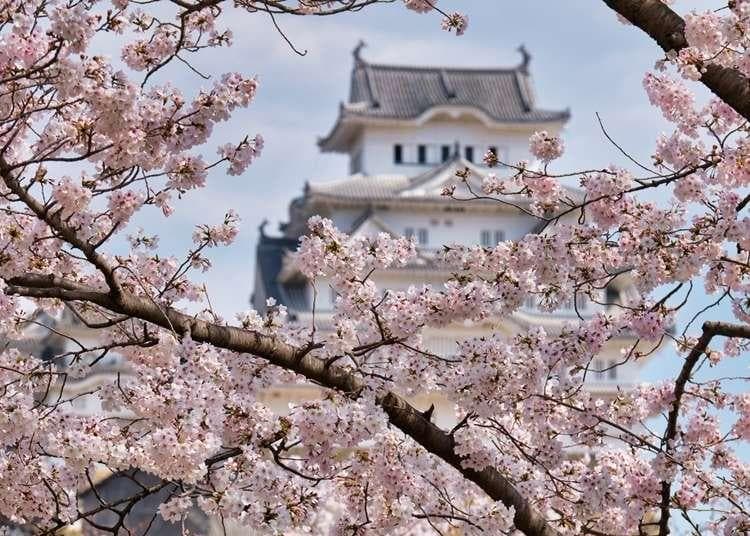 2025神户赏樱景点10选+开花时间！姬路城、明石公园等