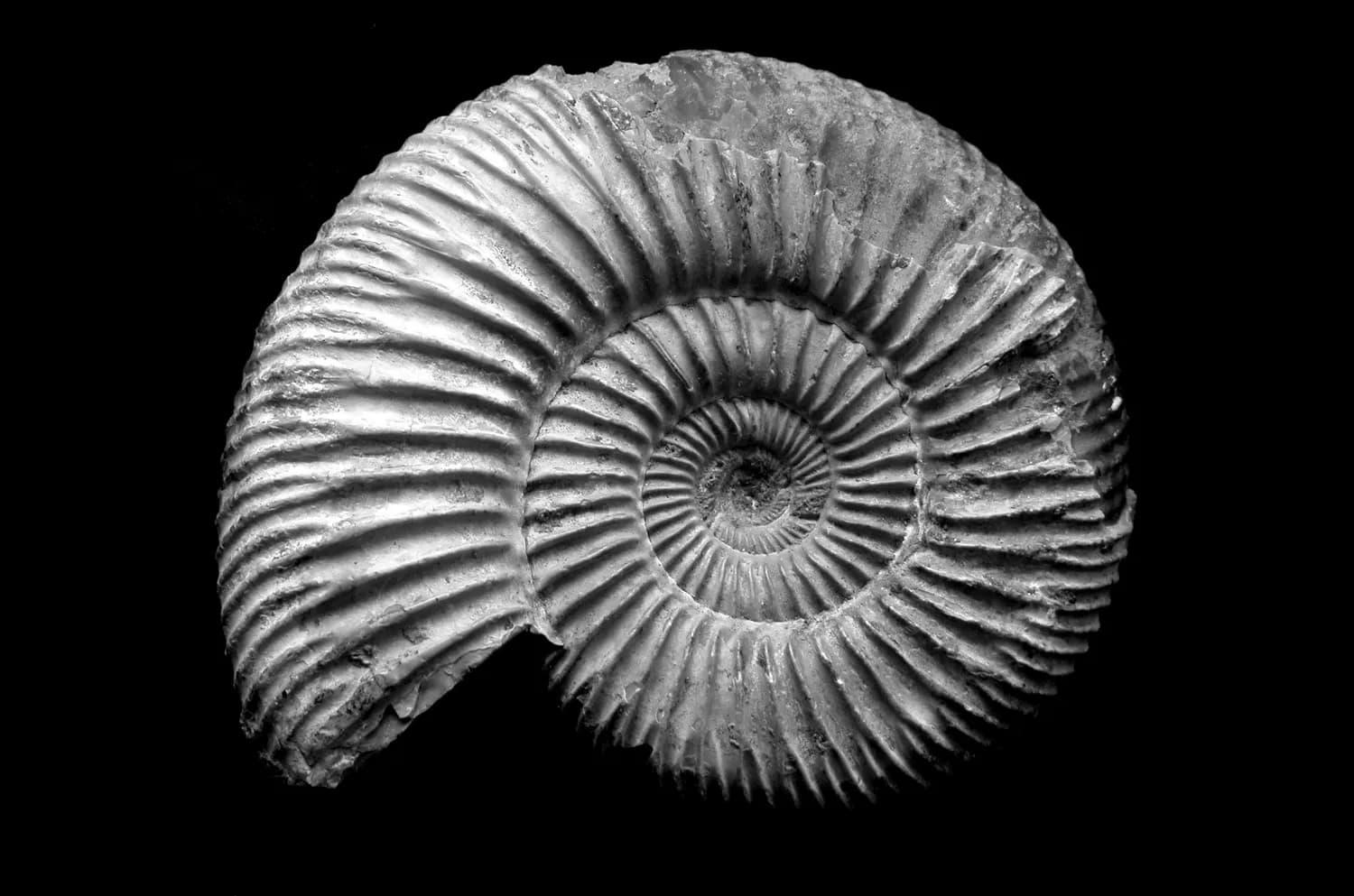 奥陶纪生物大辐射：地球的“超级进化秀”