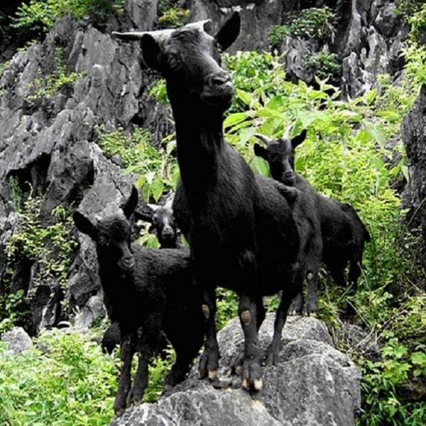马山黑山羊：中国黑山羊之乡的特色农产品