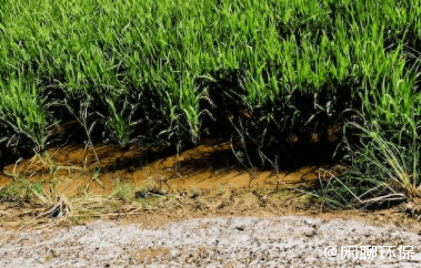 盐碱地大变身！看中国如何用创新技术点“绿”荒芜之地