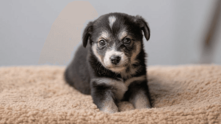 幼犬生病怎么办？了解幼犬生病症状、常见疾病及照护指南