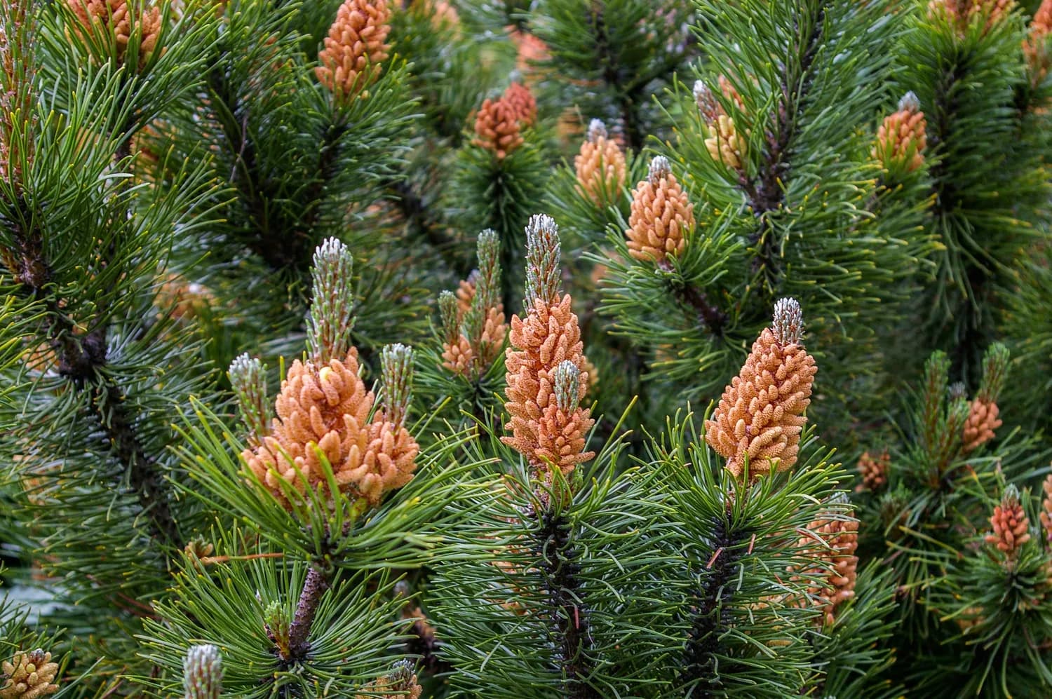 你买到的是真·松花粉片吗？