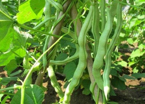 芸豆长什么样子（形状特点及图片）