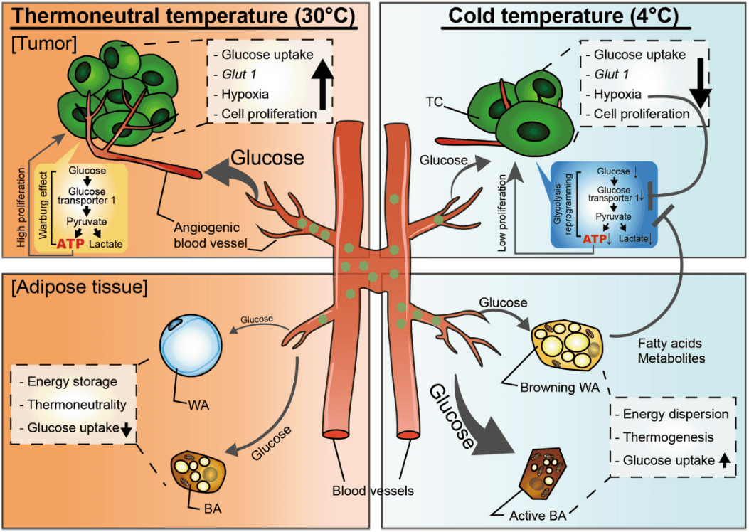 Nature：棕色脂肪组织在低温下对营养物质的竞争力竟比肿瘤组织强