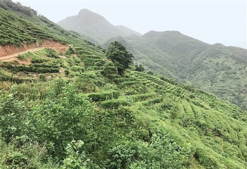 陕西汉中峡口镇：茯茶产业助力茶农增收