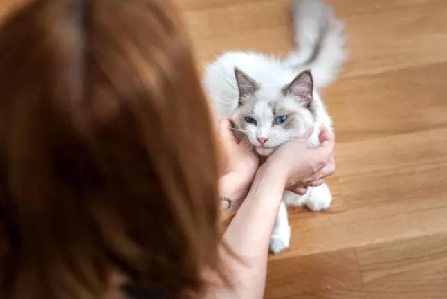猫抓板的作用