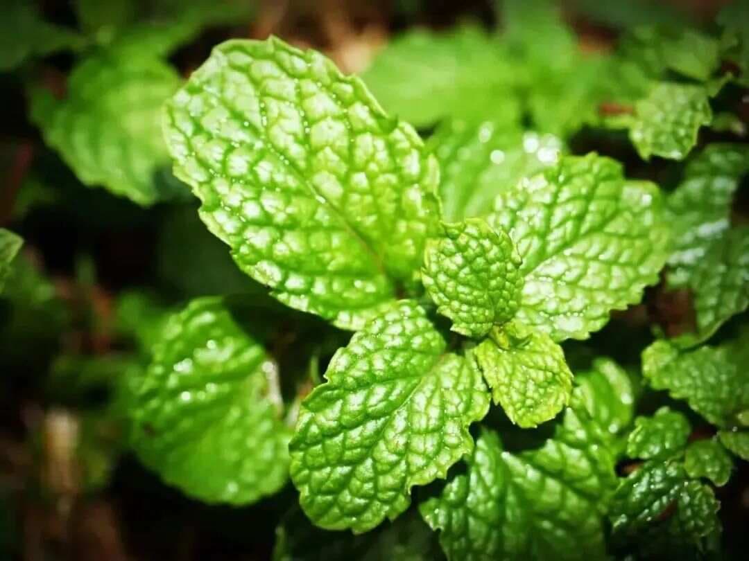 常见凉味剂——薄荷脑