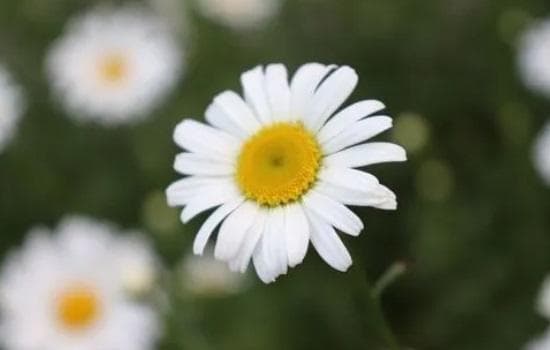 小雏菊什么时候开花？花期能持续多久？