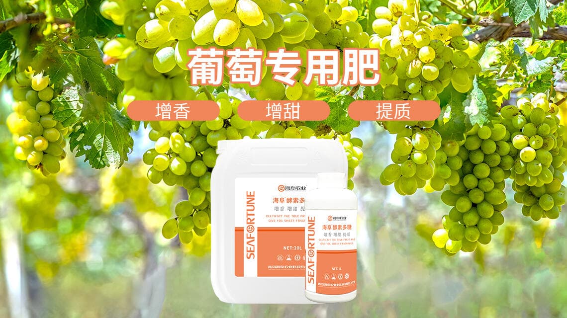 如何管理葡萄种植 全面解析葡萄种植的高效管理策略