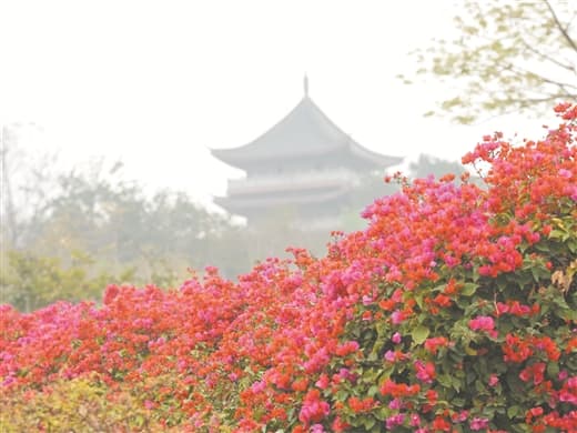 广西全年赏花地点推荐