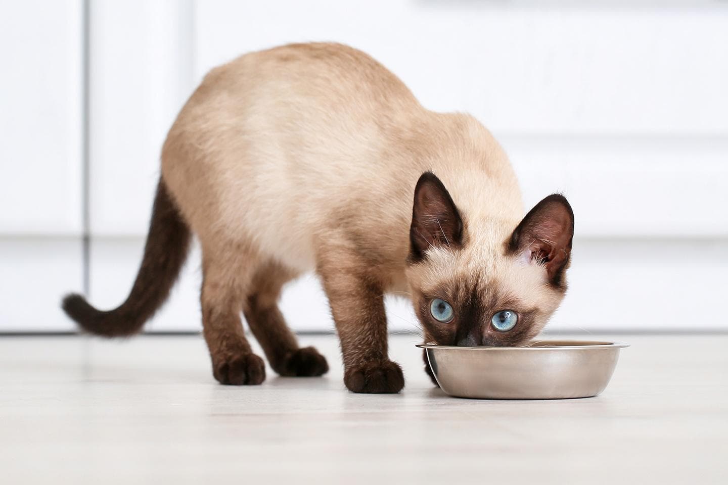每天应该给猫猫喂多少食物