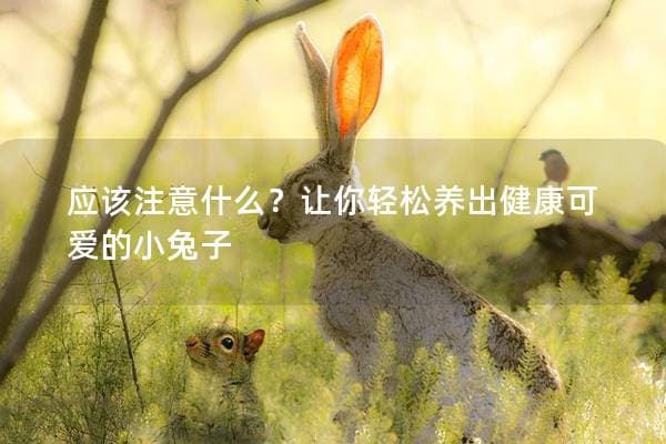 让你轻松养出健康可爱的小兔子