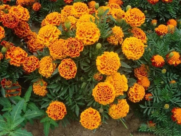 适合种植在农村的花卉有哪些  农村适合种植什么花