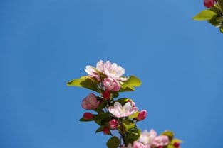 海棠花的花语和寓意