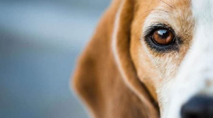 比格犬掉毛历害吗?比格犬掉毛最多是那个季节