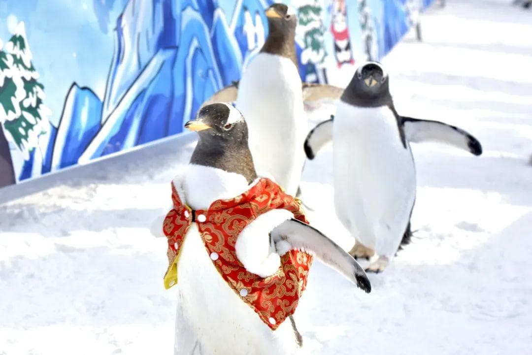 元旦来玩儿雪 | 北京市公园管理中心第十一届冰雪游园会开幕啦