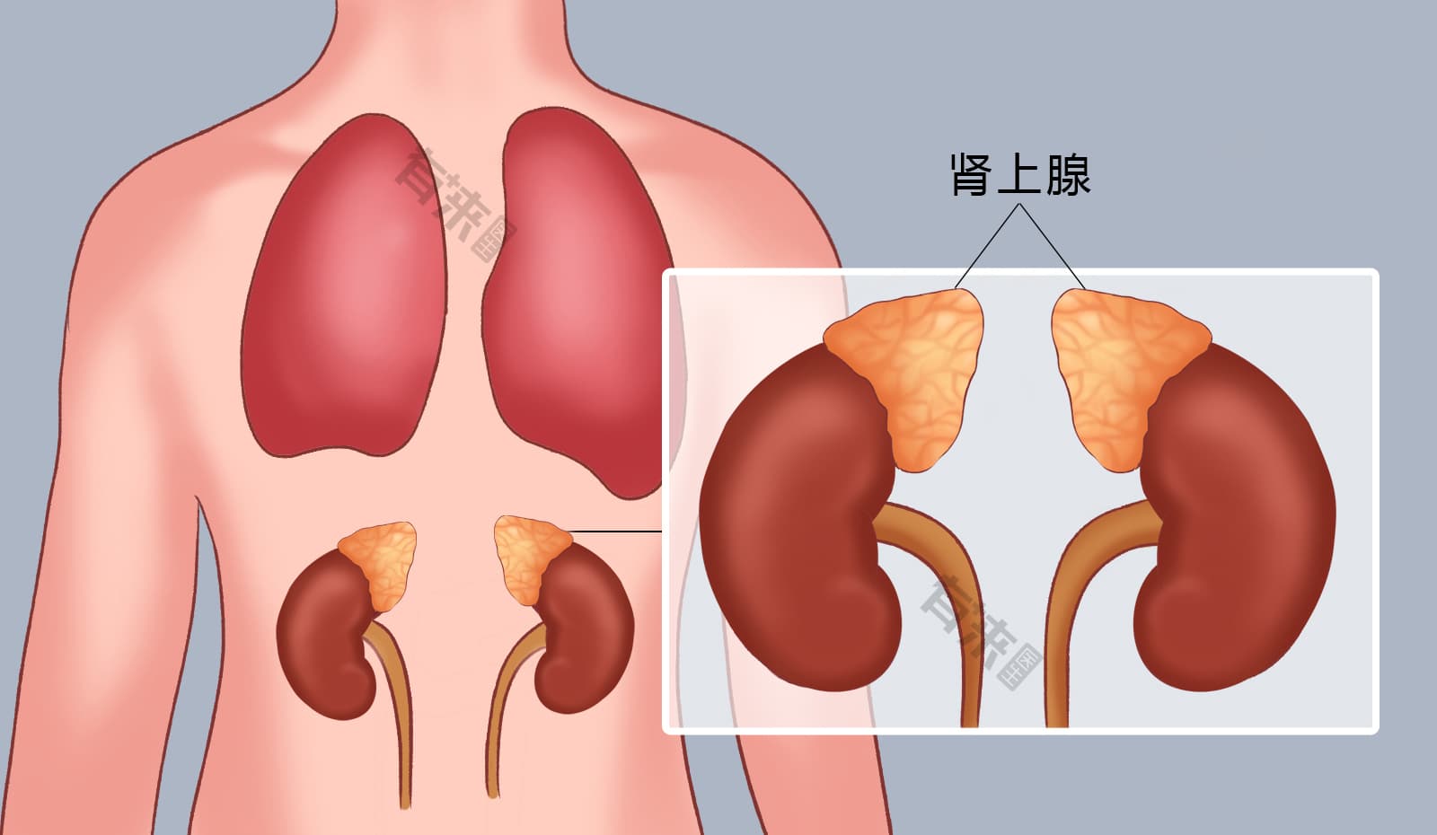 肾上腺：结构、功能、养护与疾病