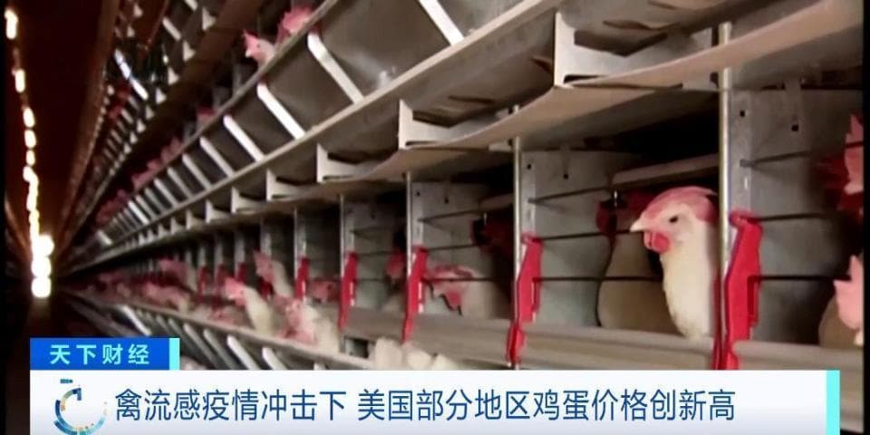 美国鸡蛋价格大涨150%，禽流感致供应紧张