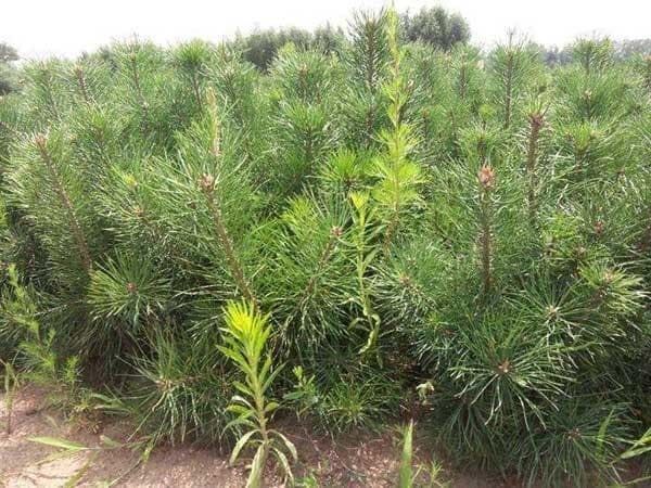 樟子松的特点是什么？樟子松的种植技术要点