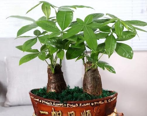 办公桌植物的选择与摆放（让绿色融入办公生活，提升生产力和健康感受）