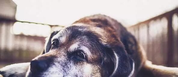 狗狗晚上真的看不见吗？揭秘狗狗的夜视能力