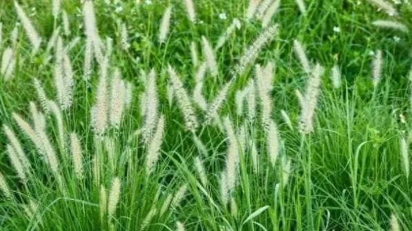 “狗尾巴草”是个宝，用它来煮水喝，或能帮助解决这6个问题