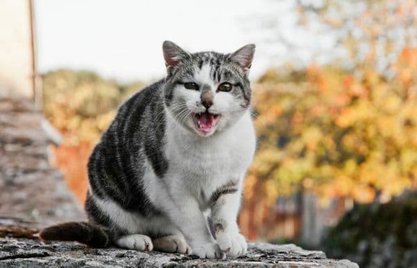 猫咪一直叫不停？小心猫咪压力山大