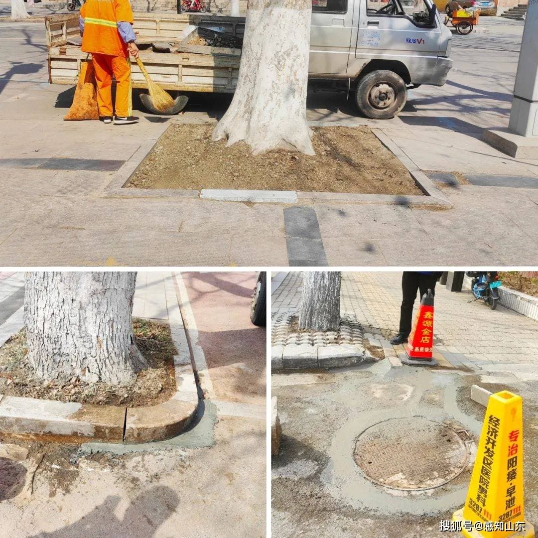 青州市：实验+实战 科学推进行道树隆起地面整治行动