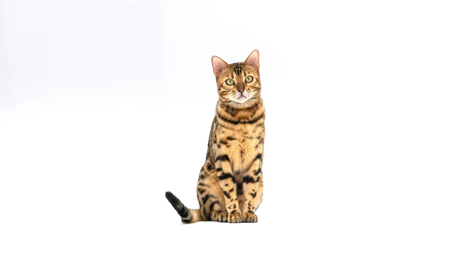 古埃及神猫的后代：阿比西尼亚猫的神秘血统