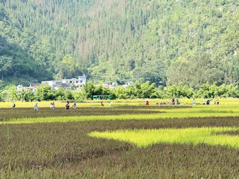 观山海 沐山风 秋日万峰林“丰”景如画