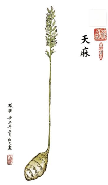 识药品味-天麻