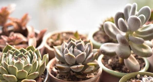 打造繁盛的盆景之道（上盆时间、养护方法、专业技巧）