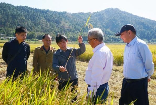 亩产逾1330公斤！福建机收优质再生稻技术全国领先