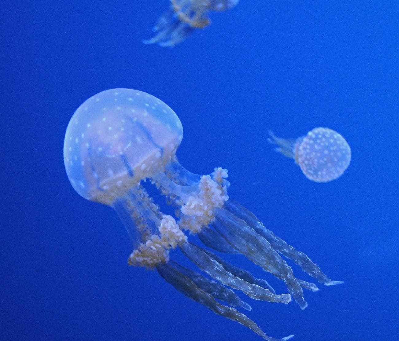 穿越深海奇境：海洋分层的奇幻生物世界