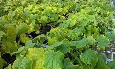 菜叶发黄的原因已找全！看完这11点，你就明白了！