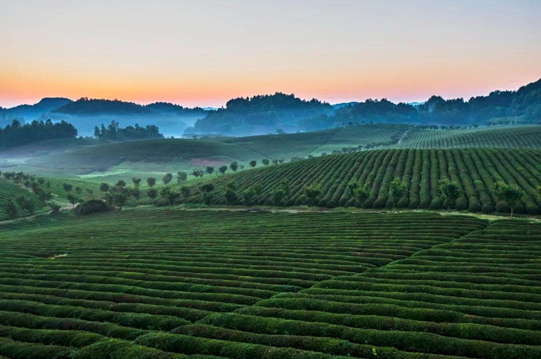 贵州抹茶：从“世界茶源”到“欧标抹茶”