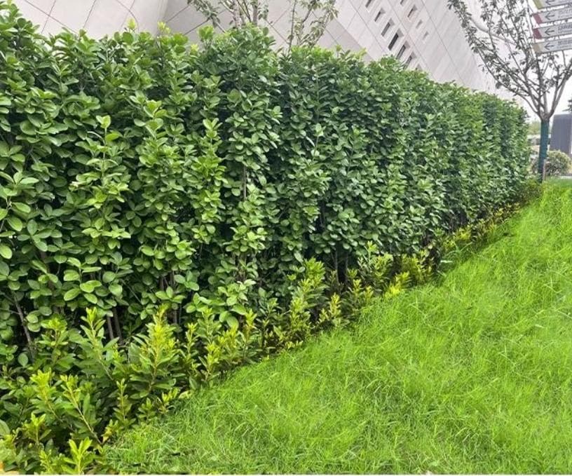 喜阴耐寒的室外植物花卉有哪些？让你的院子四季如春