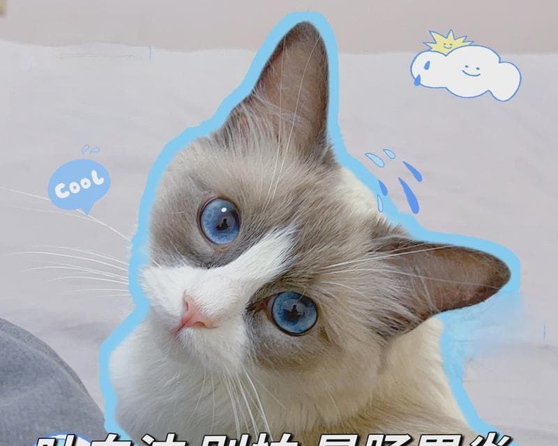 猫咪呕吐物的表现症状及治疗方式（了解猫咪呕吐物的表现和正确治疗方法）