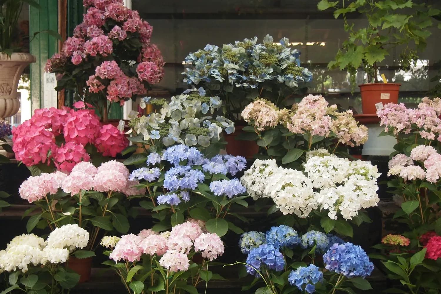 绣球花养护小妙招：如何让绣球花变色？