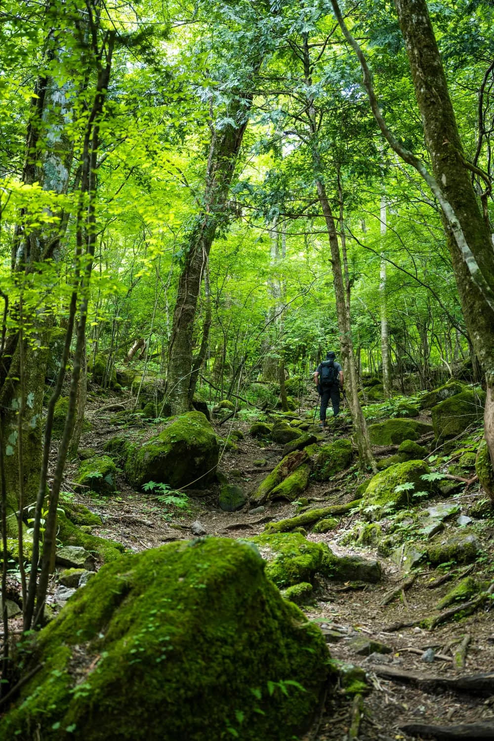 守护“雪山精灵”：丽江老君山的生态保护故事