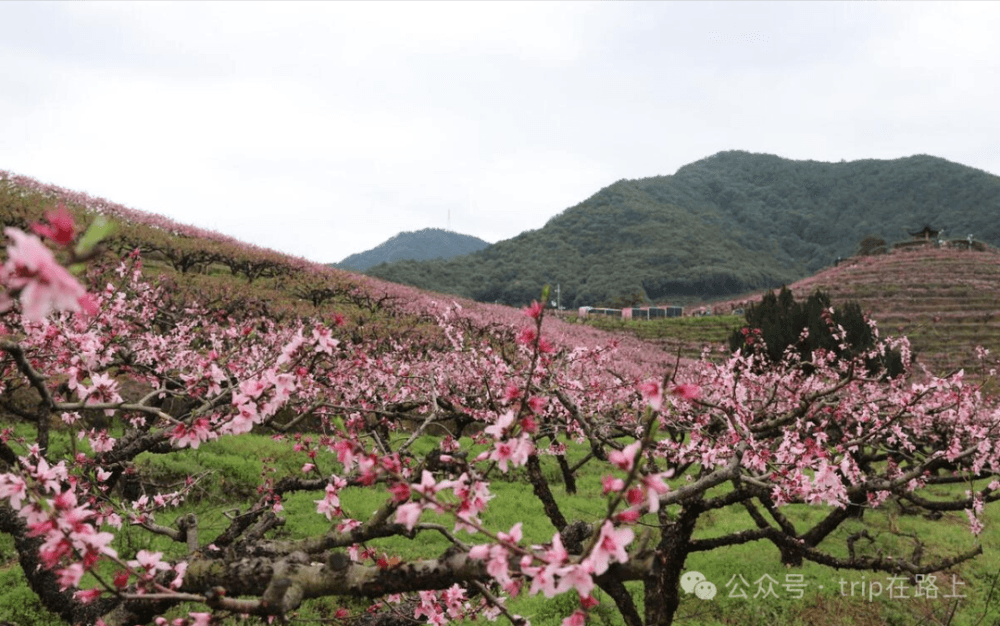 春色正浓，浙江奉化的现实版桃花源