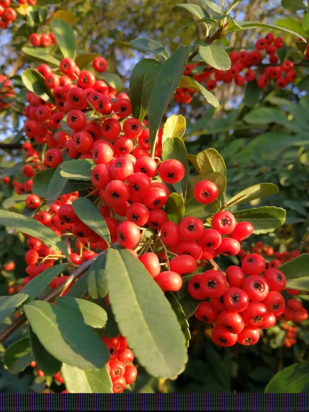 火棘：一种兼具观赏、药用和食用价值的本土植物