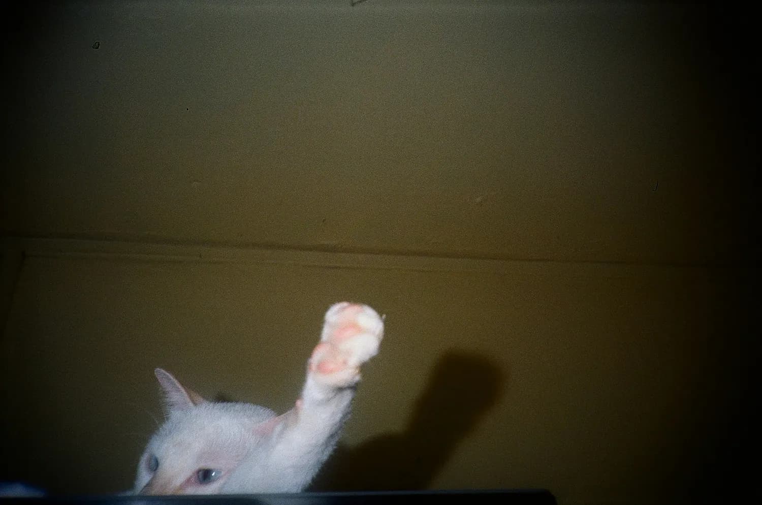 猫咪搞笑视频合集：笑到肚子疼的猫咪瞬间