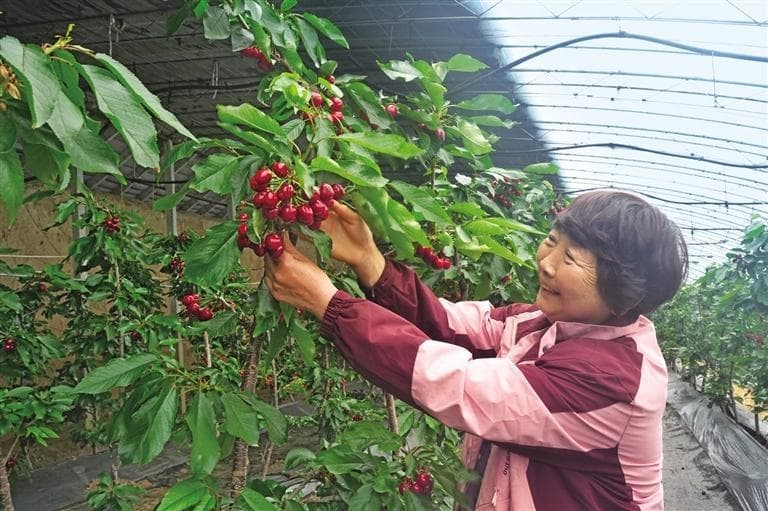 澄城樱桃何以实现180天连续供应——渭北高原“红宝石”长成记
