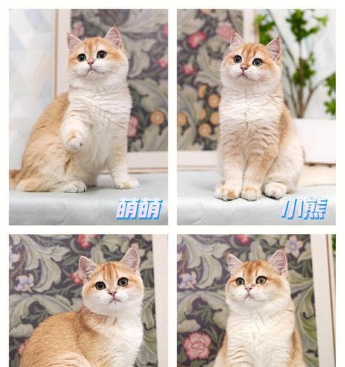 WCF猫咪血统证书：定义、申请流程及重要性全解析