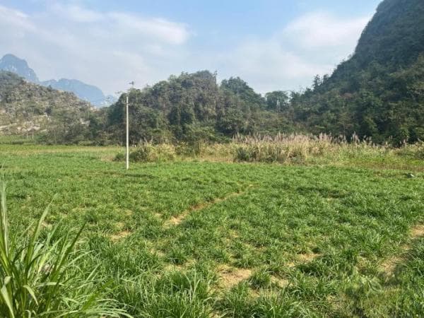 广西环江：中科院科技帮扶打造石漠化治理与脱贫“双丰收”样本