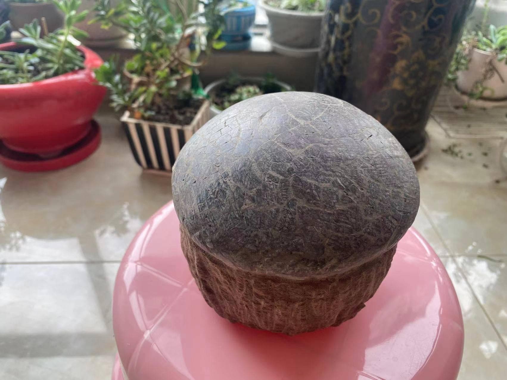 恐龙蛋化石：揭秘远古生命的孕育密码